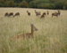 Red Deer grazing in the East Park at Wentworth Castle in Barnsley